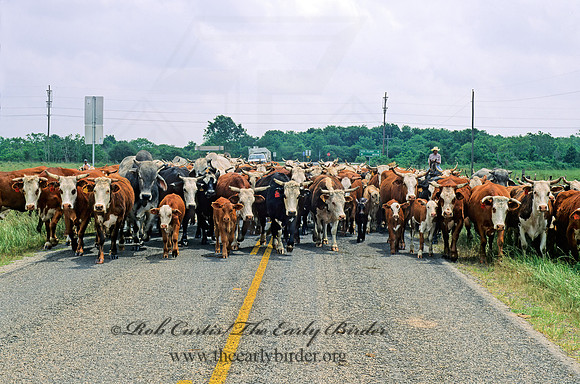 Bos taurus  CATTLE 201124z