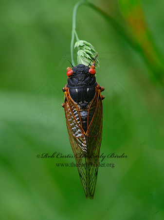 Magicicada septendecim  17-YEAR CICADA 3020977z