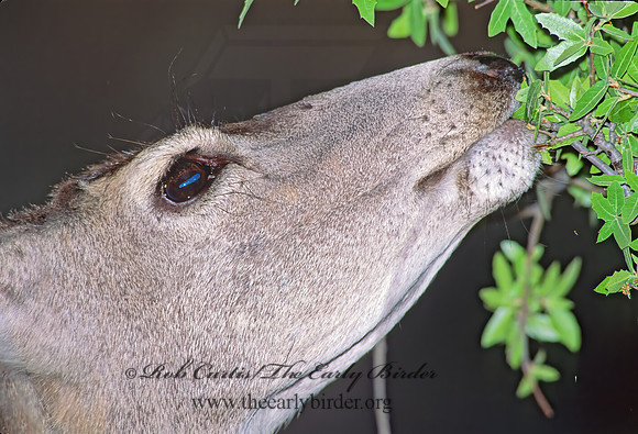 Odocoileus virginianus  WHITE-TAILED DEER 92634z