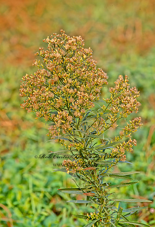Erigeron canadensis  HORSEWEED 244515z