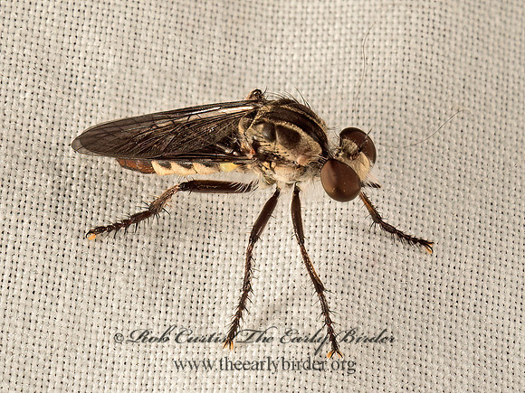 Heteropogon macerinus  ROBBER FLY 9052140z