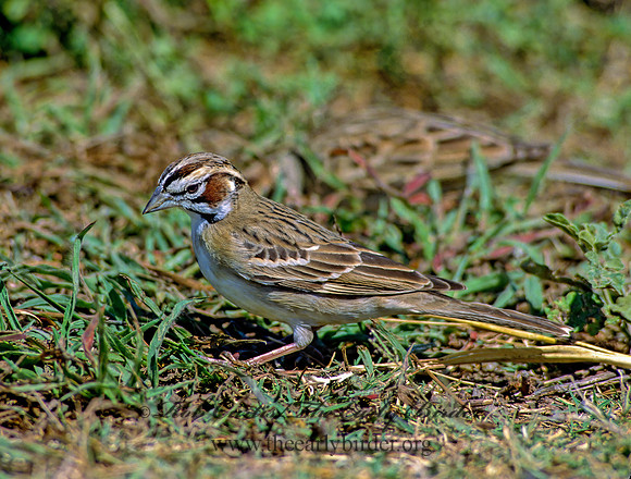 Chondestes grammacus  LARK SPARROW 88901 z