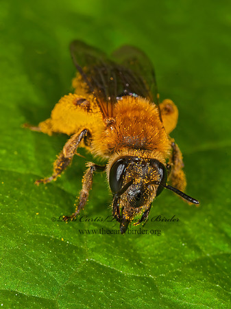 Andrena 8017956z