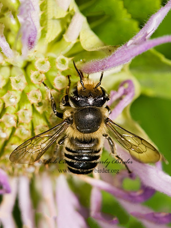 Megachile mendica 8016846~z