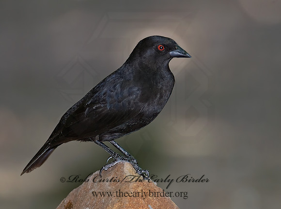 Molothrus aeneus  BRONZED COWBIRD 7005846z