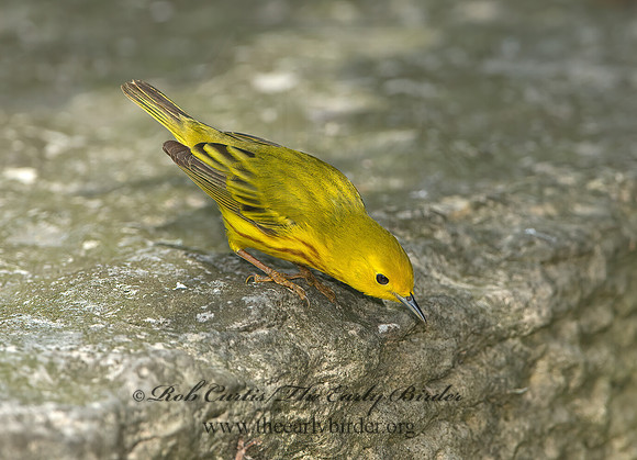 Setophaga petechia  YELLOW WARBLER 9045508z