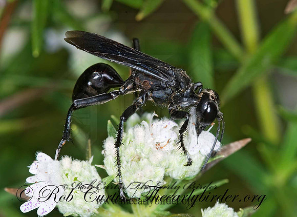 Isodontia philadelphica  GRASS-CARRYING WASP 6012576z
