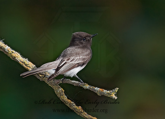 Sayornis nigricans  BLACK PHOEBE 8020628z