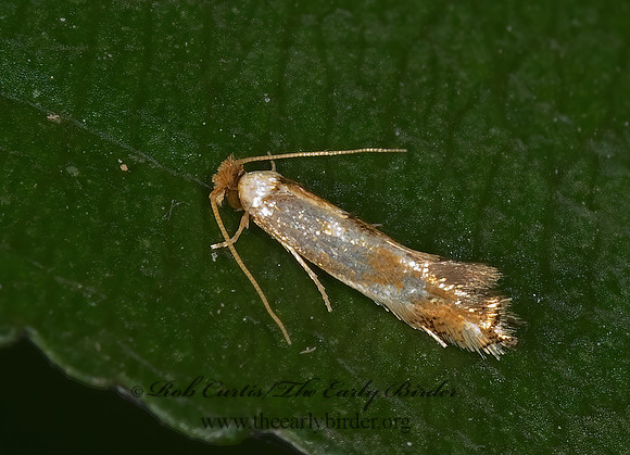 Philonome clemensella  CLOTHES MOTH 8007040z