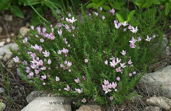 Houstonia rubra  RED BLUET 6024500z