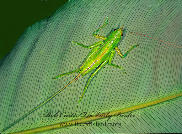 Copiphora hastata  HORNED KATYDID 194921 z