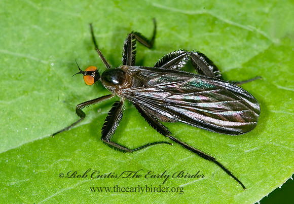 Rhamphomyia longicauda  DANCE FLY 6007760z