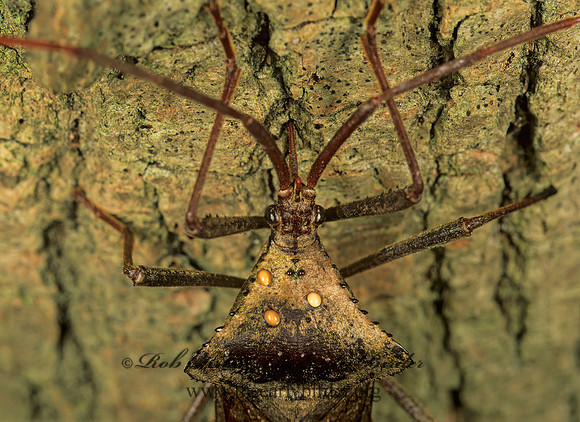 Acanthocephala declivis 261515z