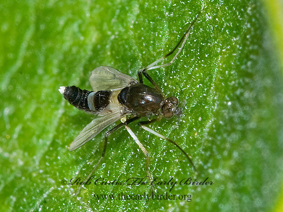 Cricotopus  NON-BITING MIDGE 6015762z