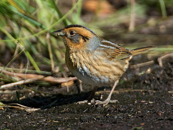 Ammospiza nelsoni  NELSON'S SPARROW 9004907z