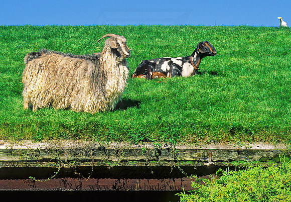 Capra aegagrus hircus  DOMESTIC GOAT 155933z