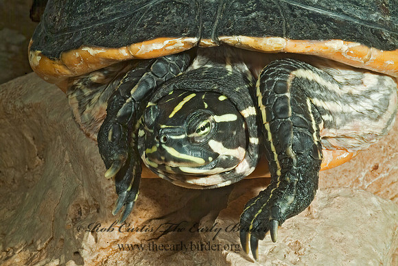 Pseudemys concinna floridana  FLORIDA COOTER 4002555z