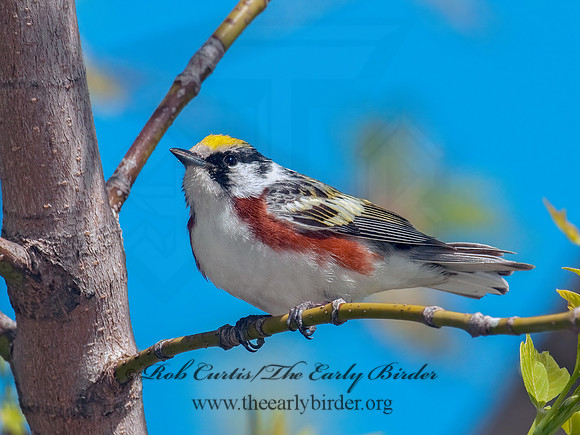 Setophaga pennsylvanica  CHESTNUT-SIDED WARBLER 3007426z