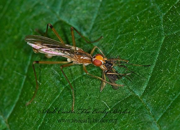 Compsobata univitta STILT-LEGGED FLY 6011334z