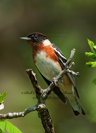 Setophaga castanea  BAY-BREASTED WARBLER 3007735z