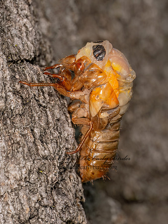 Magicicada PERIODICAL CICADA 9088415 z
