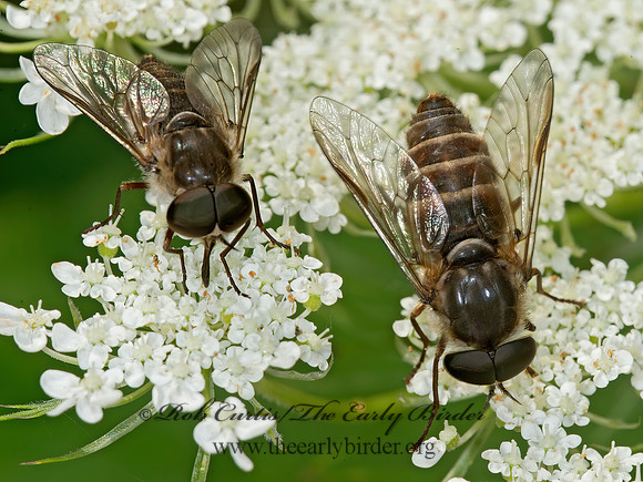 Stonemyia rasa HORSE FLY 9013746z
