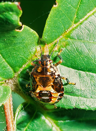 Podisus  1285336z