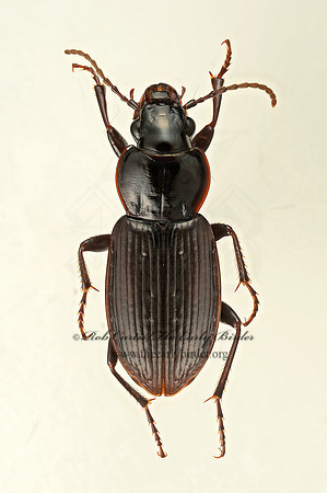 Pterostichus adstrictus 9017518z