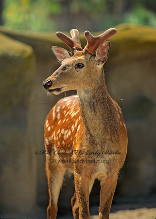 Cervus nippon  SIKA DEER 126716z
