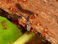 Lasius aphidicola GOLDEN CORNFIELD ANT 1304694z