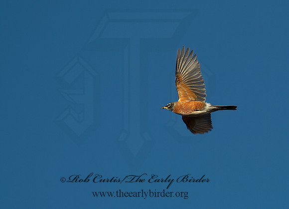 Turdus migratorius  AMERICAN ROBIN 8002014z