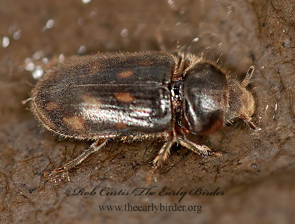 Heterocerus  VARIEGATED MUD-LOVING BEETLE 3016368z