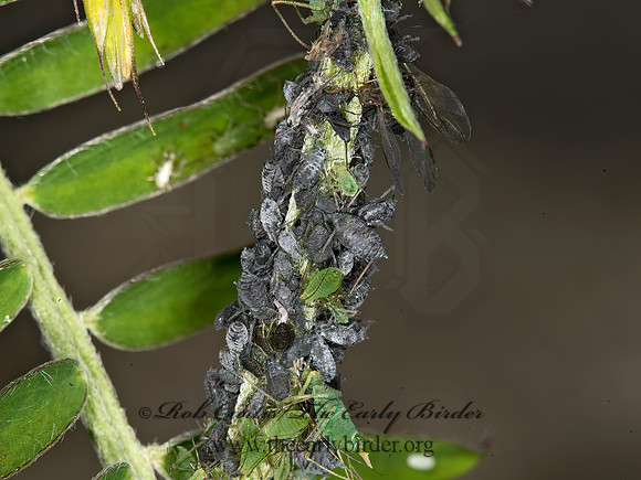 Aphis  GRAY APHID 9031661z