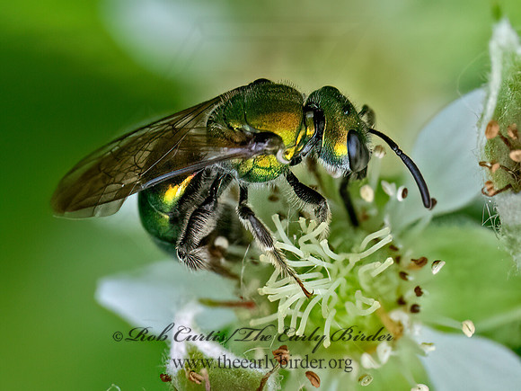 Augochlora pura PURE GREEN SWEAT BEE 9078640z