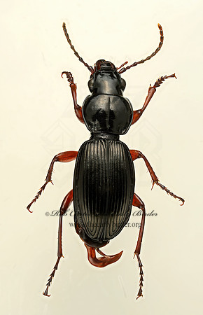 Pterostichus madidus 9017394z