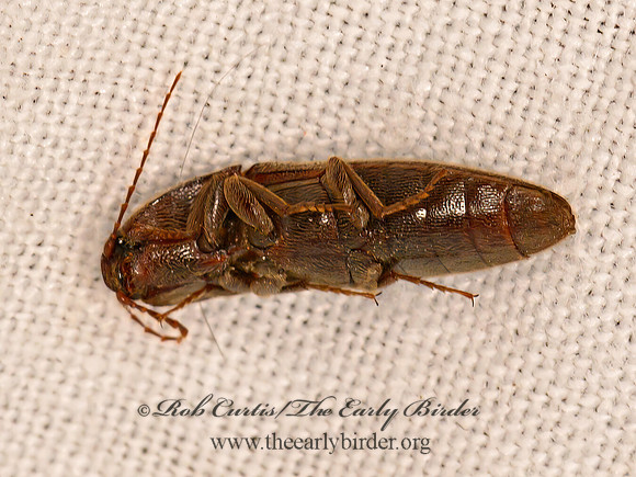 Melanotus  CLICK BEETLE 3021843z