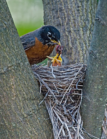 Turdus migratorius  AMERICAN ROBIN 6005488z