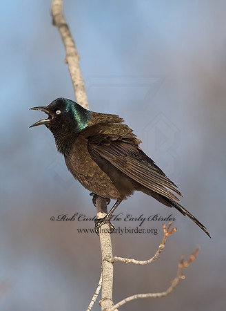 Quiscalus quiscula  COMMON GRACKLE 8001352z