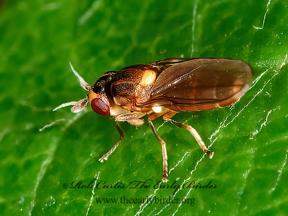 Chloropinae  FRIT FLY 3013159z