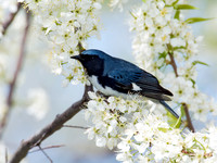 Setophaga caerulescens BLACK-THROATED BLUE WARBLER 5006673z