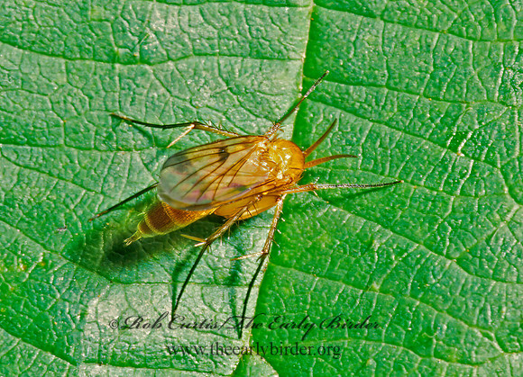 Mycetophila  FUNGUS GNAT 1285330z
