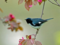 Setophaga caerulescens BLACK-THROATED BLUE WARBLER 5006484z