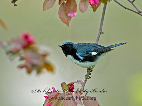 Setophaga caerulescens  BLACK-THROATED BLUE WARBLER  5006484z