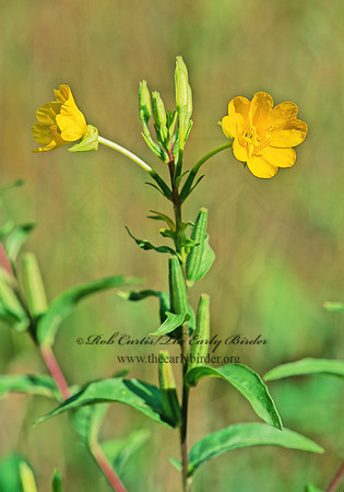 Oenothera biennis  COMMON EVENING PRIMROSE 211001z