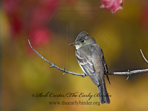 Contopus virens  EASTERN WOOD PEWEE 9005972z