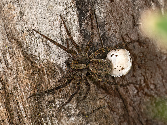 Schizocosa WOLF SPIDER 9079332z
