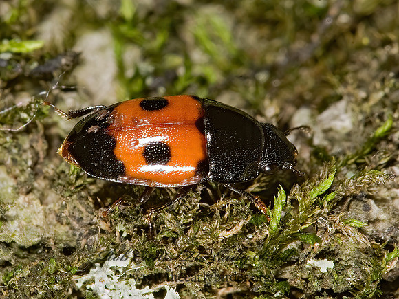 Glischrochilus sanguinolentus 8014427z