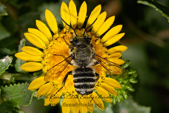 Megachile  LEAF-CUTTING BEE 3023462z