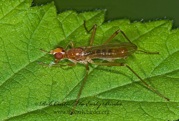 Compsobata univitta STILT-LEGGED FLY 6008437taz