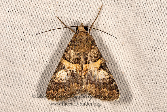 Drasteria pallescens  PALER GRAPHIC 3033226z
